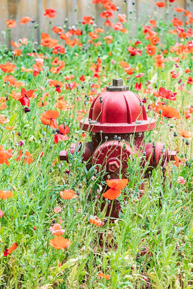 Castroville-Texas-USA-Poppies and fire hydrant in the Texas Hill Country art print by Emily Wilson for $57.95 CAD